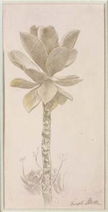 silverpoint_joseph_stella silverpoint Joseph Stella